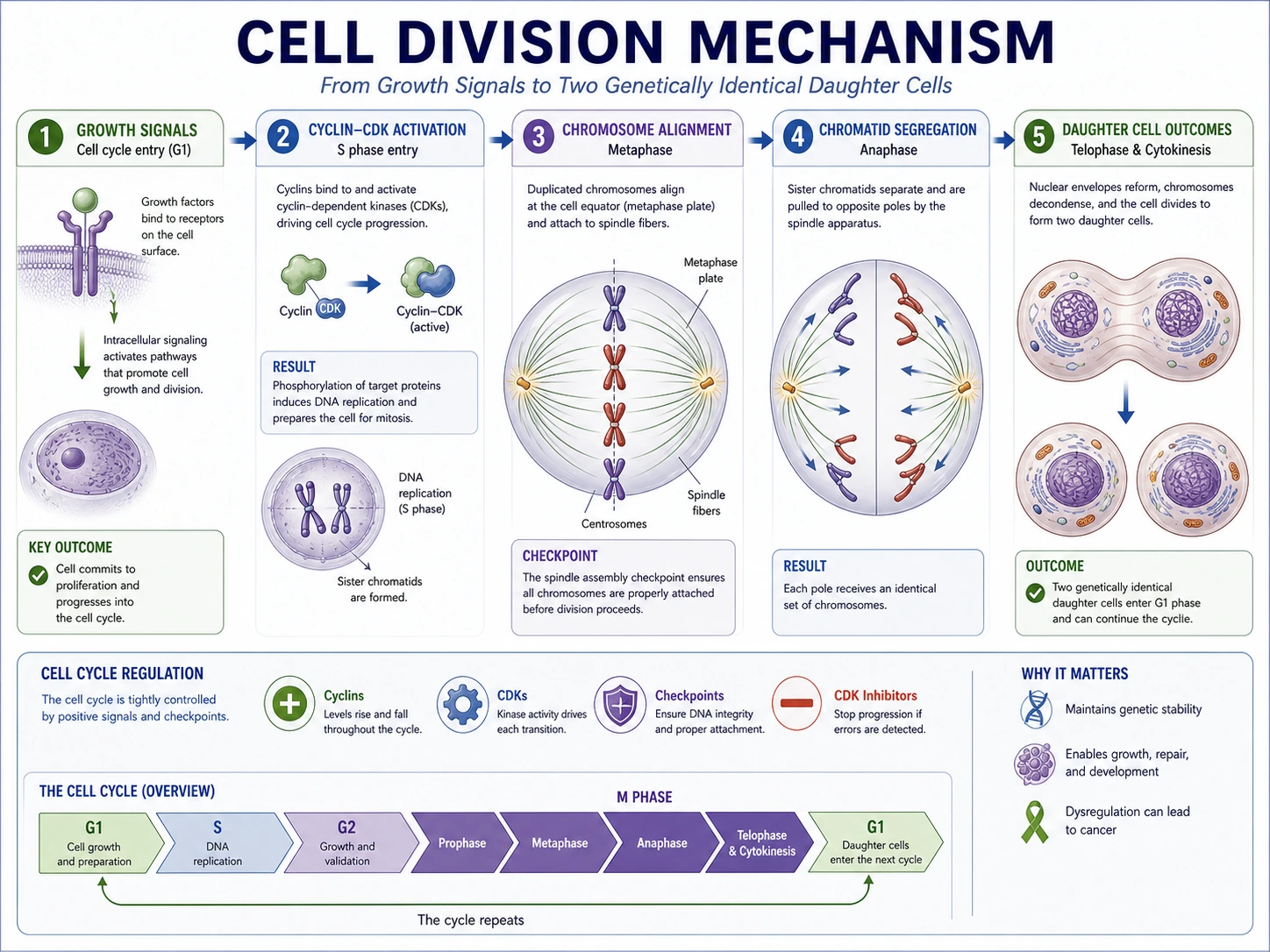 Division cellulaire