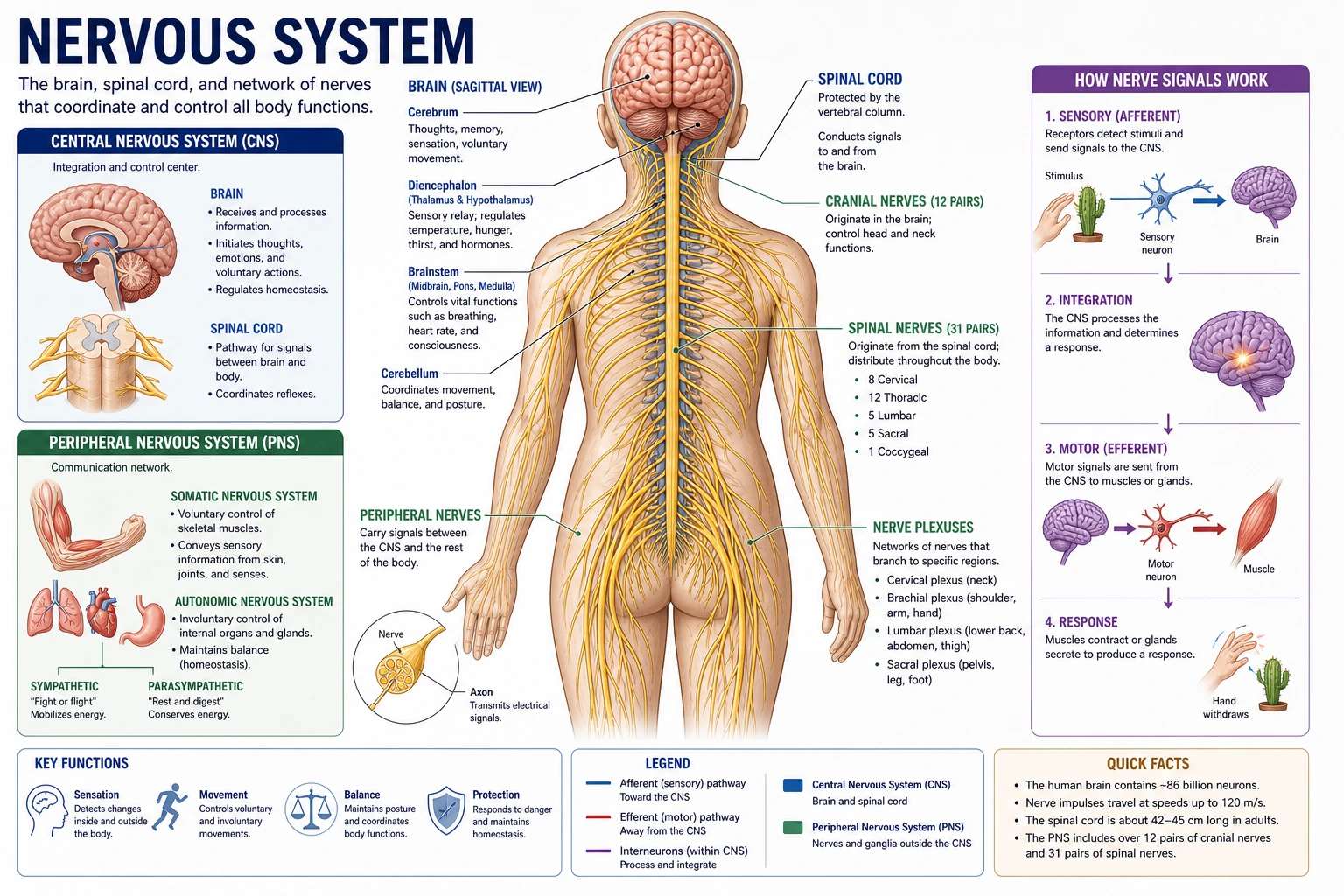 Nervous System Diagram Generator