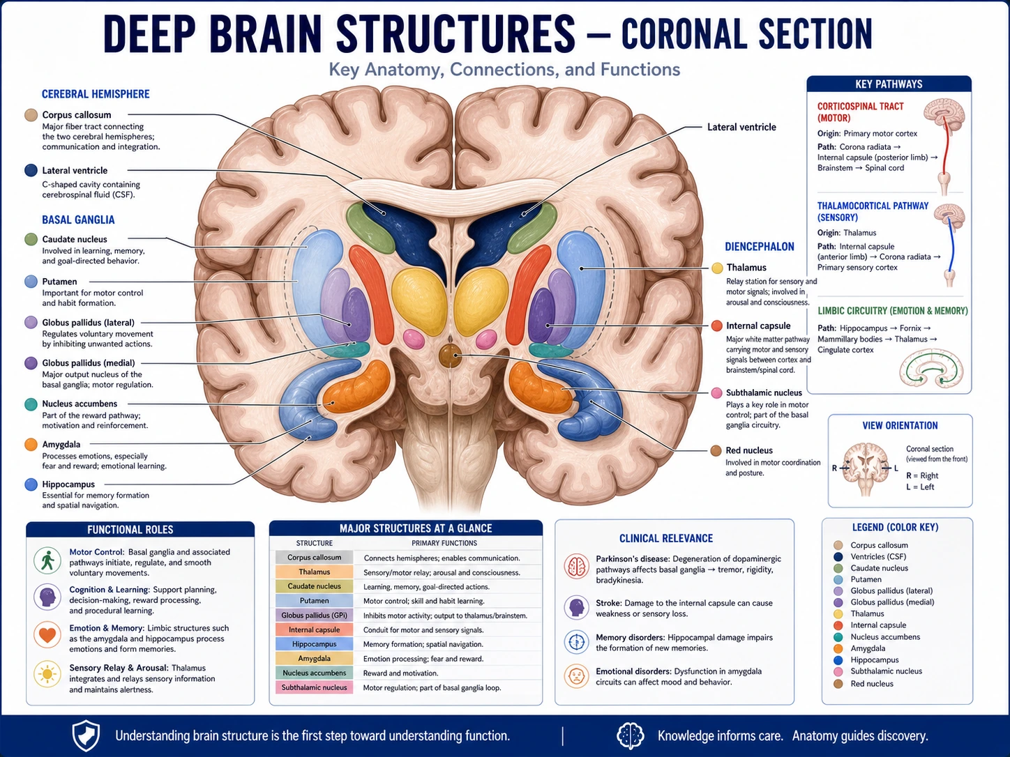 Cranial base anatomy draft