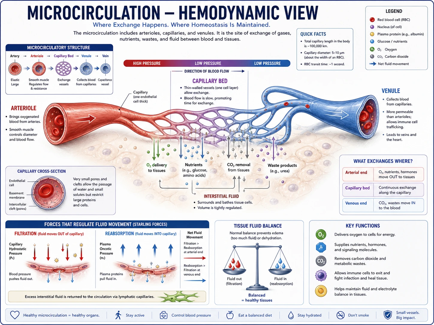 Diagramma della microcircolazione e del ciclo cardiaco che mostra arteriole capillari venule Forze di Starling e forma d'onda della pressione arteriosa