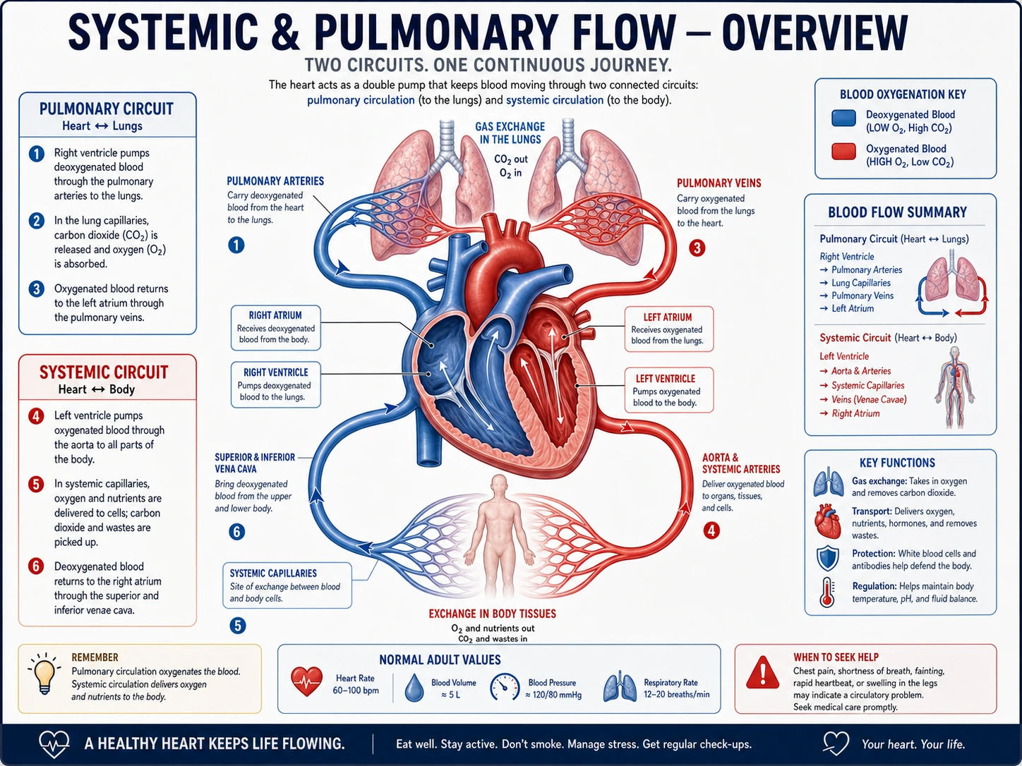 Diagramma del sistema cardiovascolare anteriore che mostra la circolazione sistemica e polmonare con grandi vasi etichettati e frecce di flusso