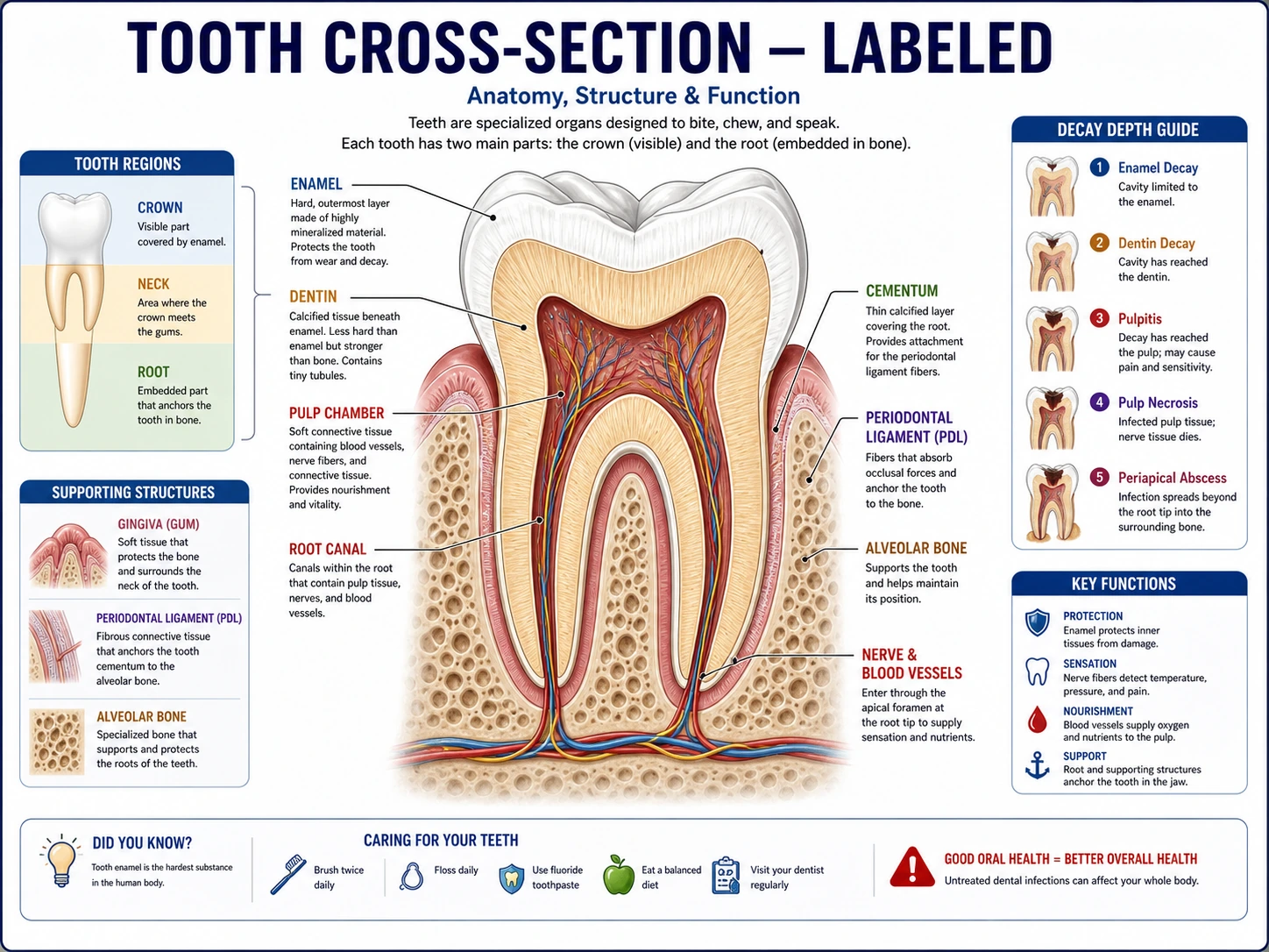 Tooth anatomy dental draft