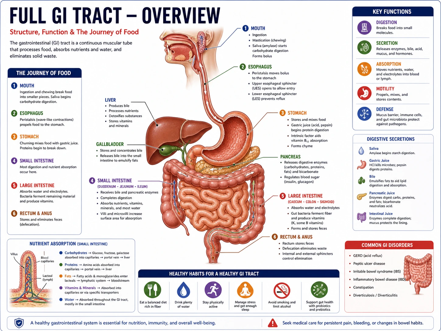 Digestive tract anatomy draft
