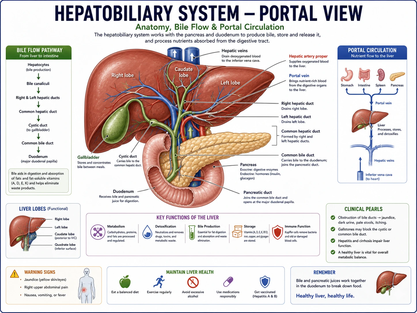 Pancreas digestive anatomy draft
