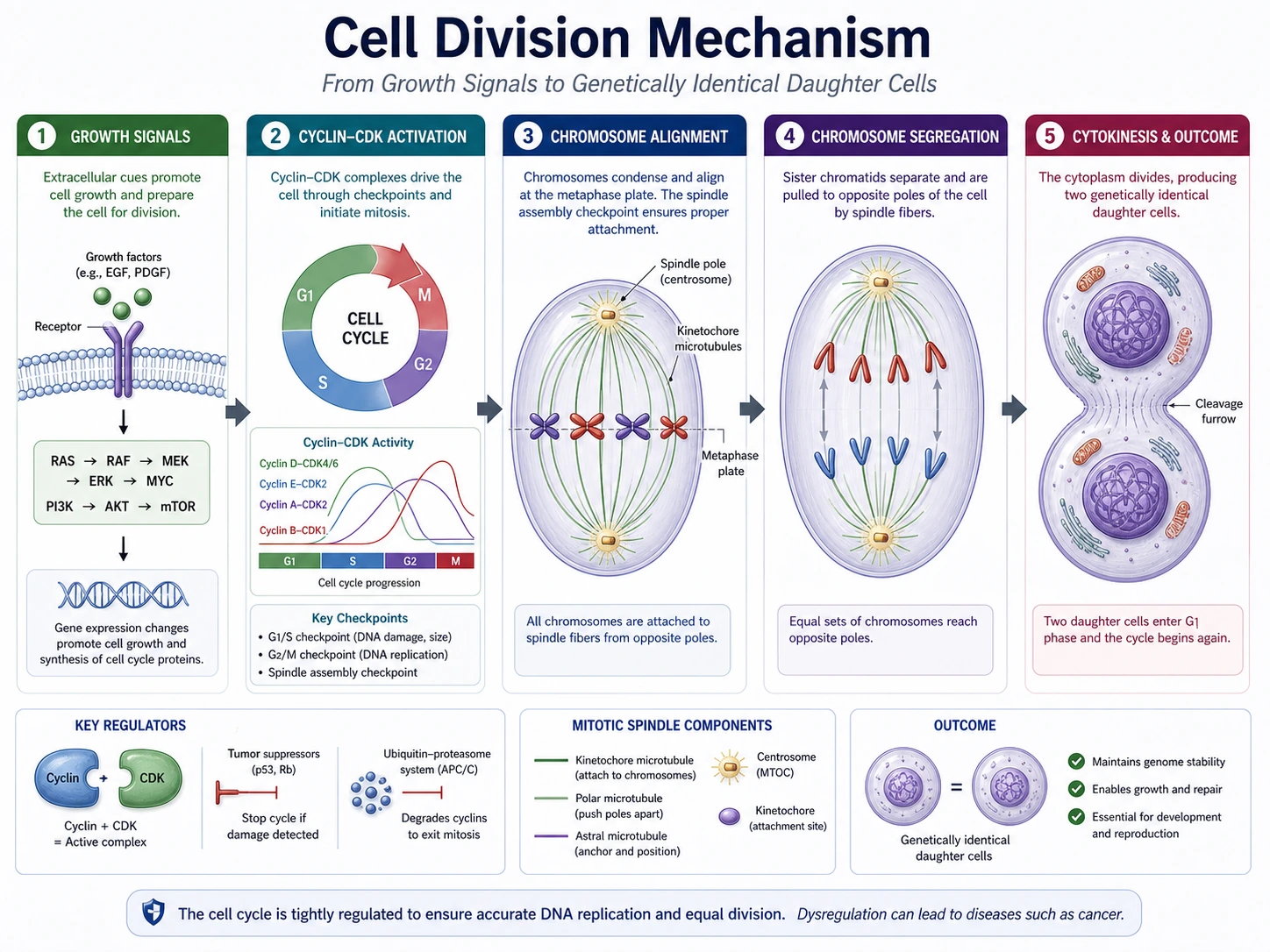 Signaling pathway graphical abstract draft