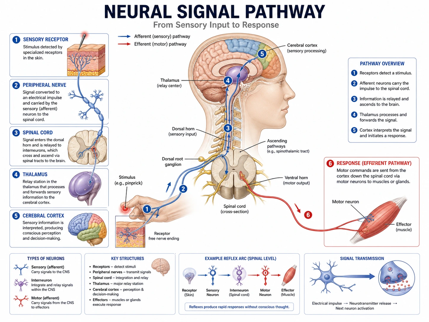 Bozza del diagramma medico del percorso del segnale neurale