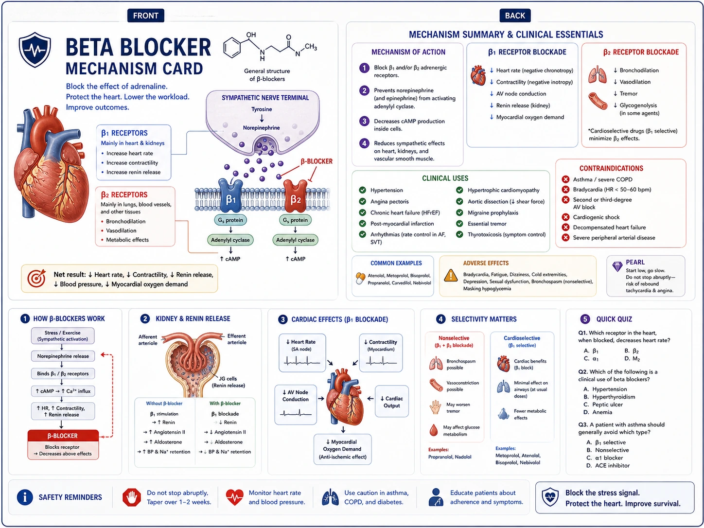 Flashcard medica per beta-bloccanti che mostra il meccanismo d'azione e gli effetti avversi