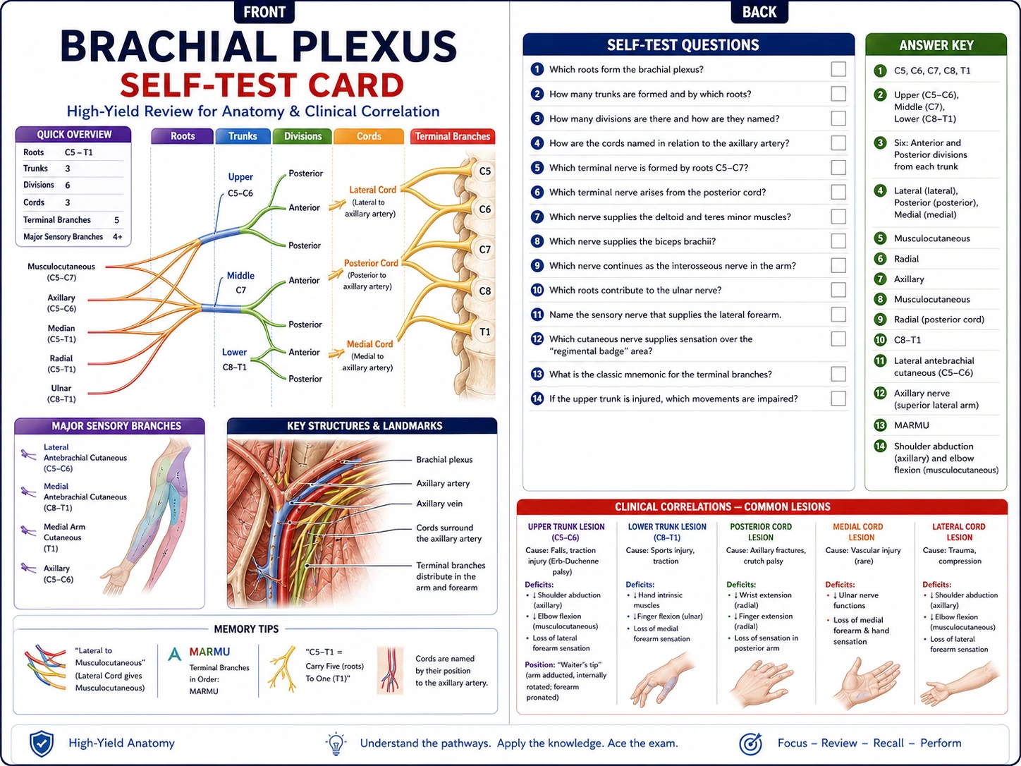 Flashcard medica che mostra un plesso brachiale etichettato e senza etichetta per l'autotest