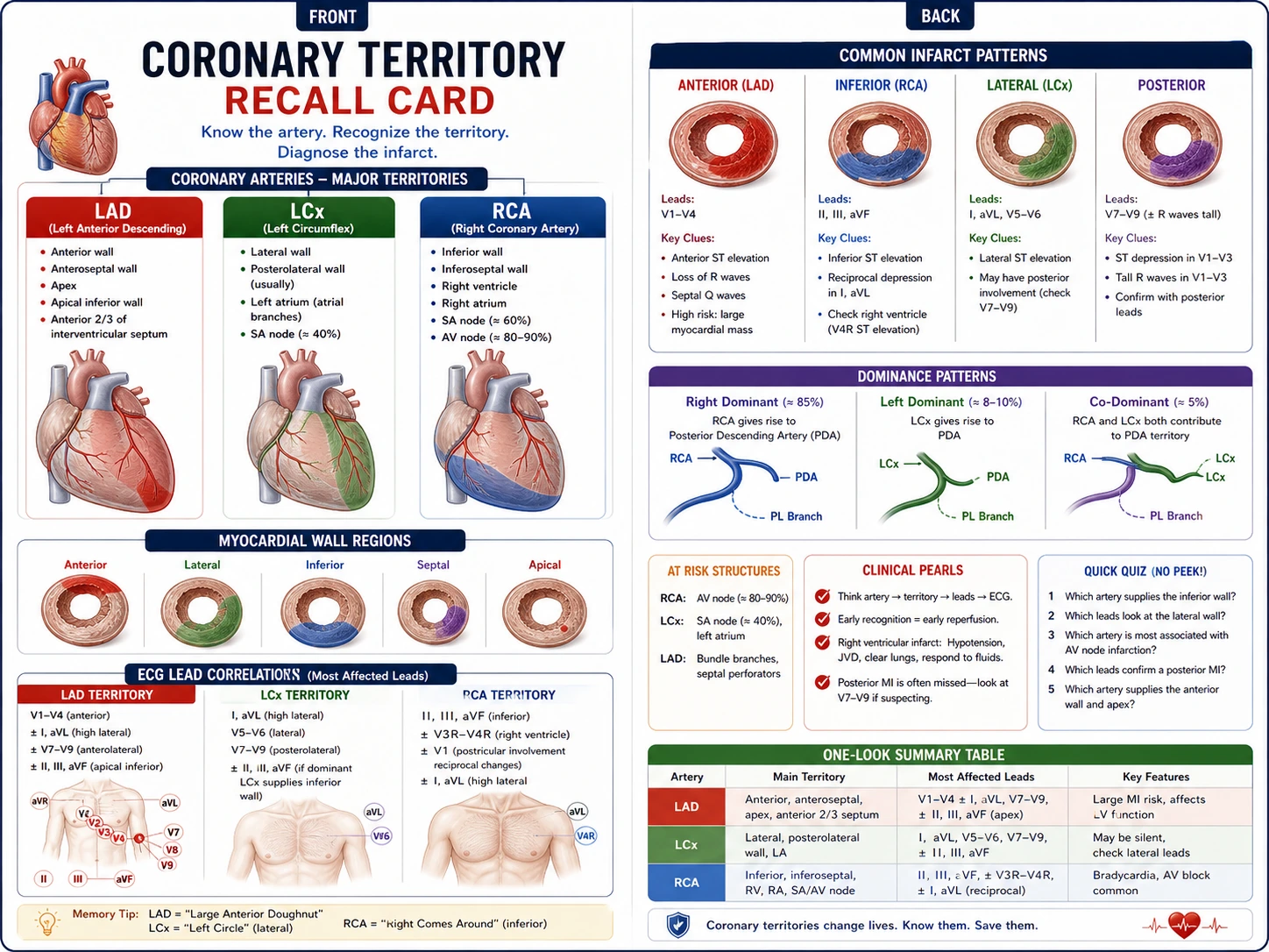 Flashcard medica che mostra i territori dell'arteria coronaria con viste cardiache etichettate e non etichettate