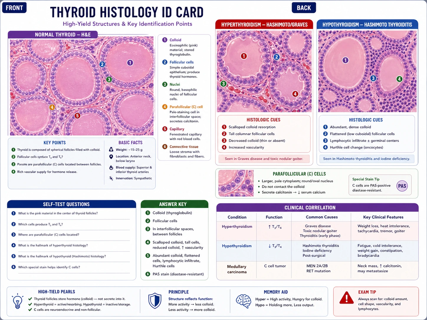 Flashcard istologica che mostra il tessuto tiroideo etichettato e non etichettato per l'identificazione