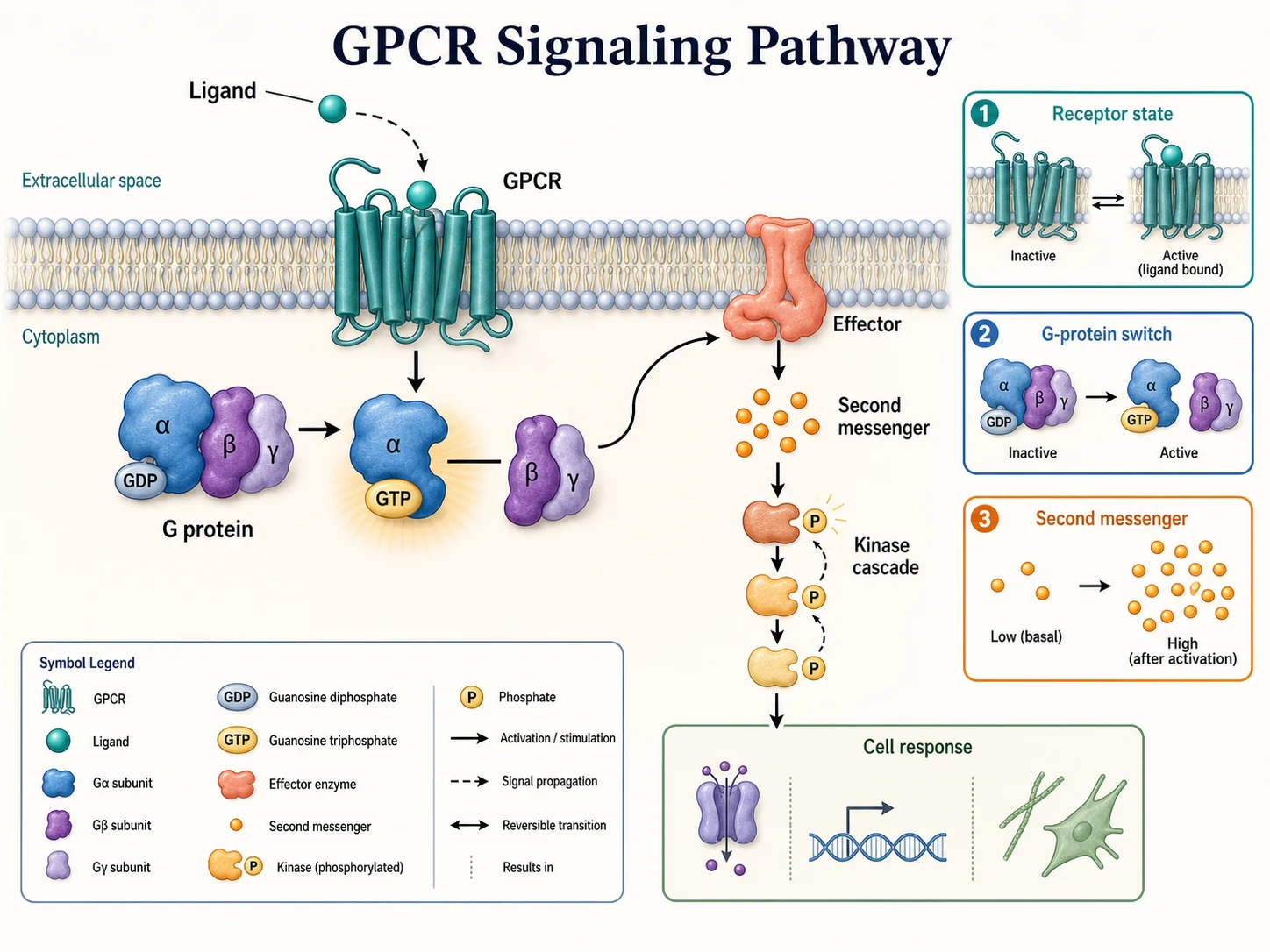 Medizinische Lehrabbildung: GPCR-Signalweg