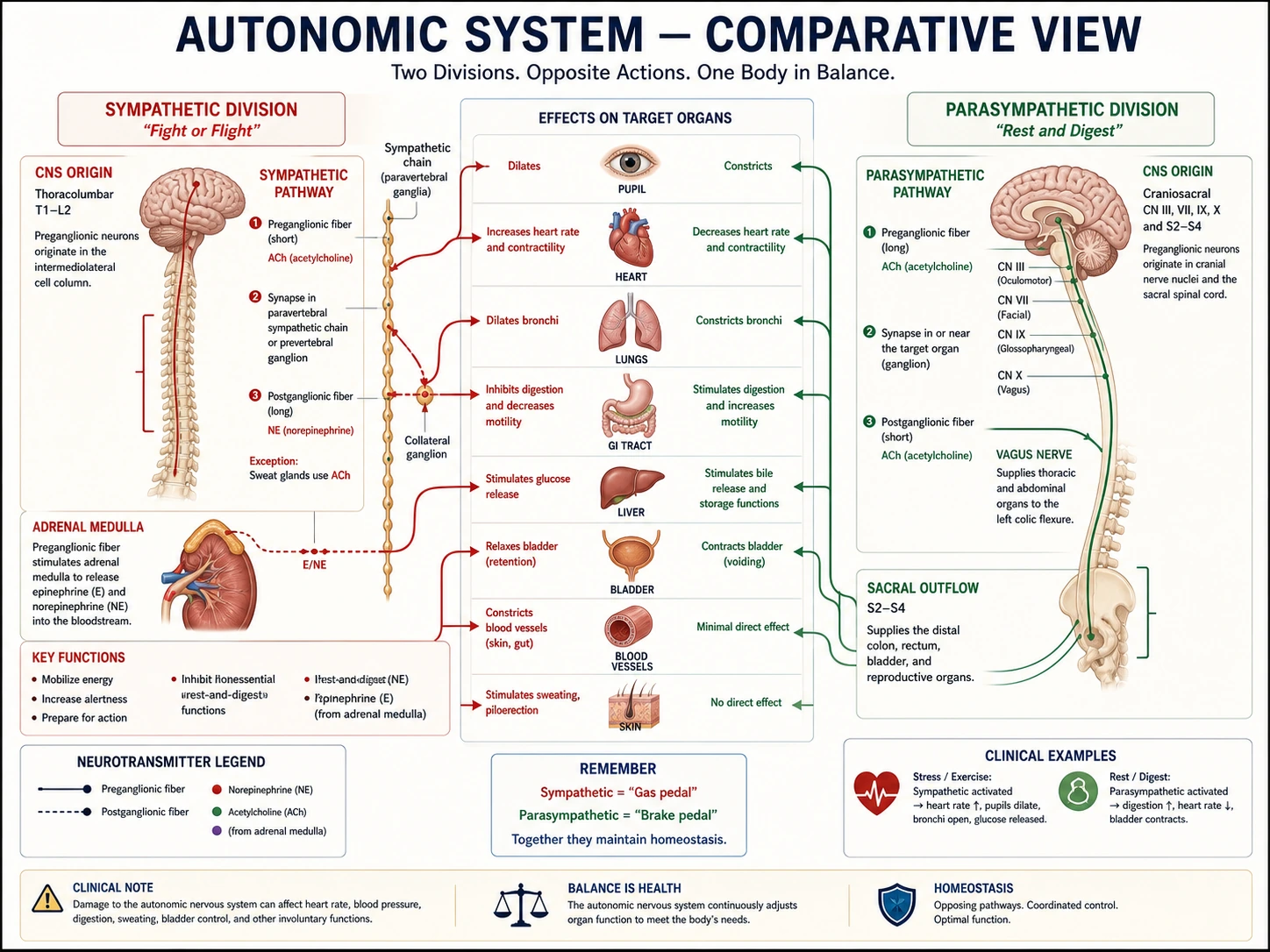 Vergleichsdiagramm des autonomen Nervensystems mit sympathischen und parasympathischen Bahnen zu thorakalen und abdominalen Organen