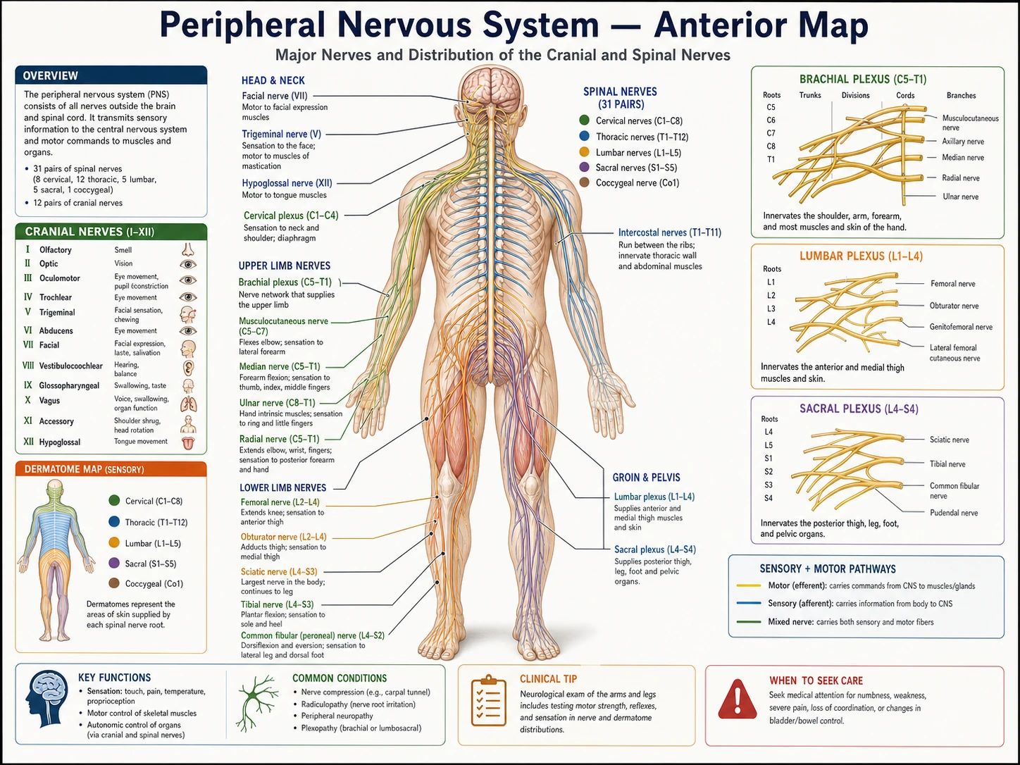 Diagramm des peripheren Nervensystems mit beschrifteten somatischen Nerven, autonomem Grenzstrang und Organinnervationen