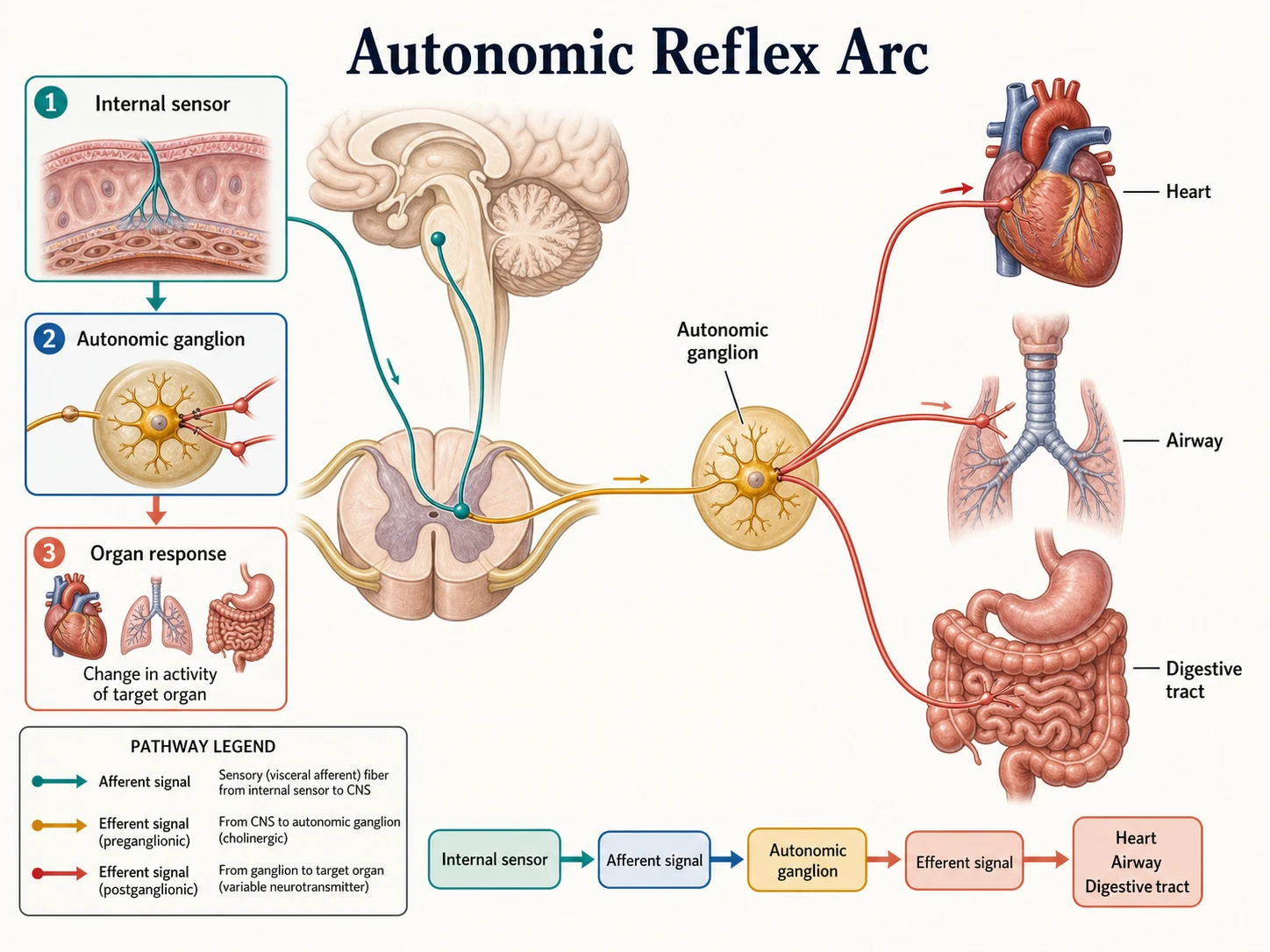 Medizinische Lehrabbildung: Autonomer Reflexbogen