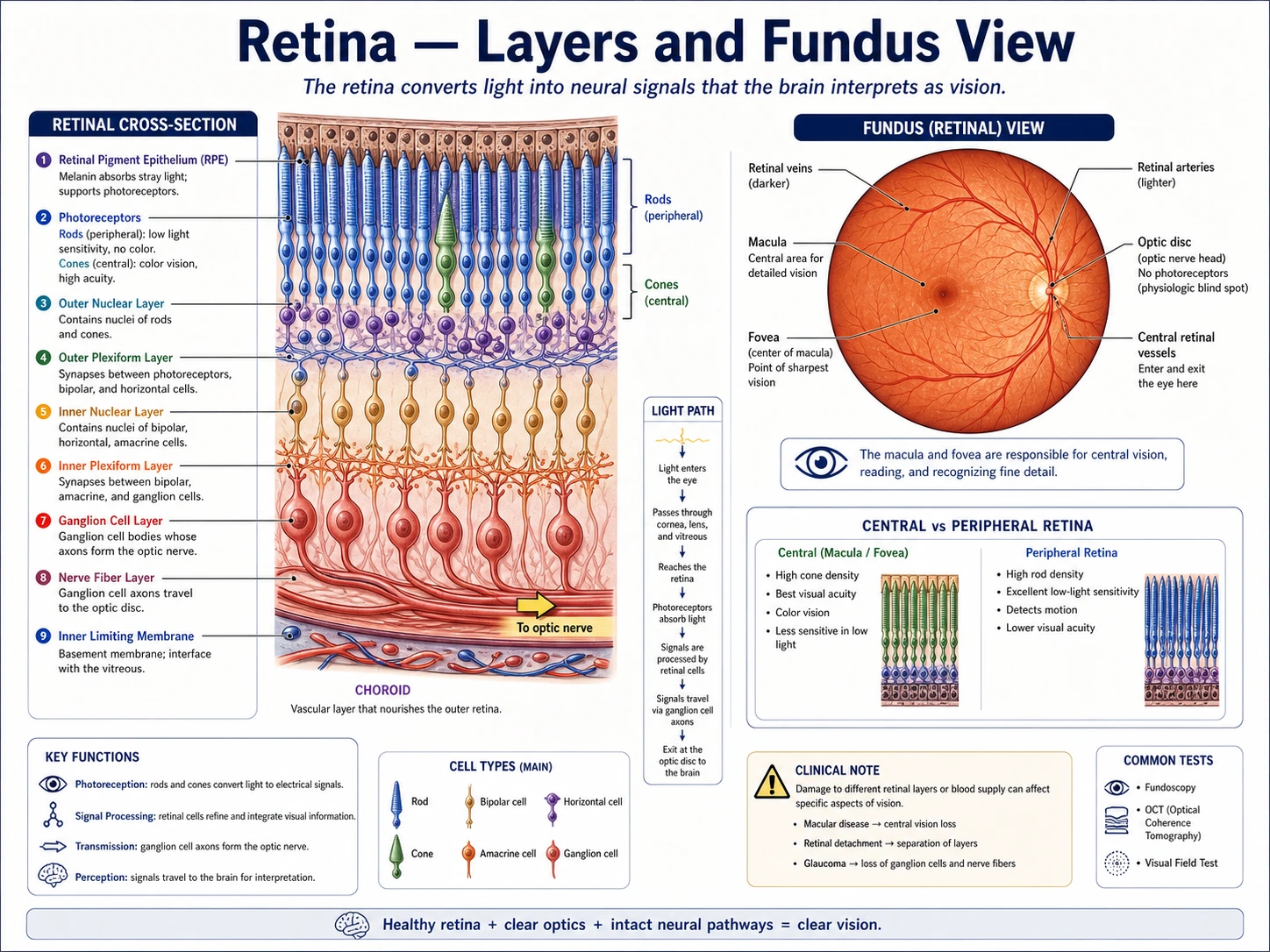 Retinal layer ophthalmology draft