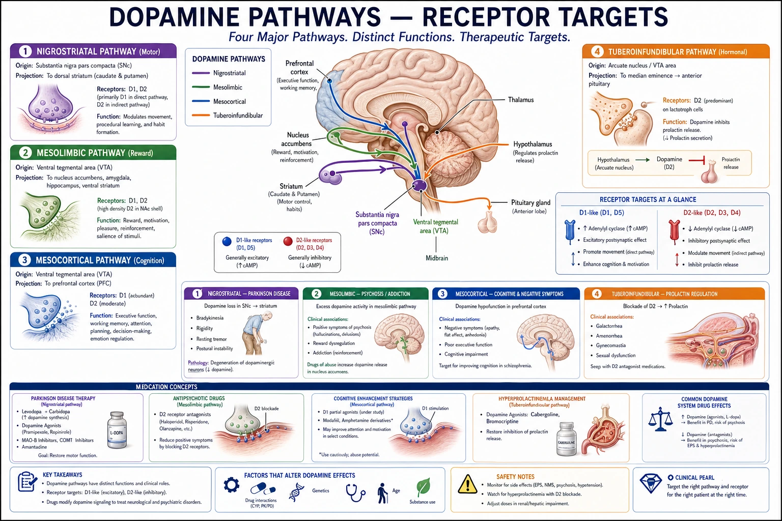 Projet de pharmacologie de fenêtre thérapeutique