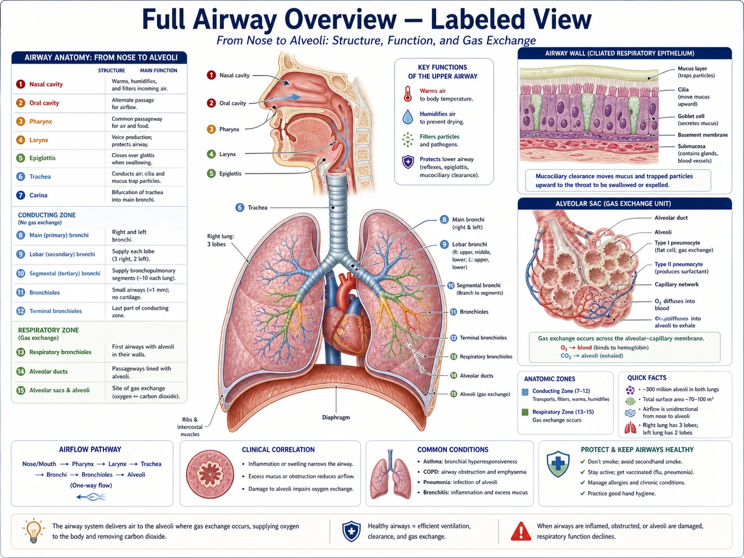 Upper and lower airway anatomy draft