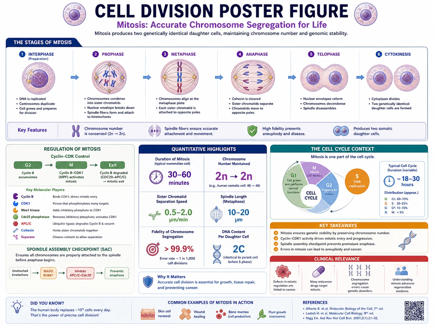 Affiche de recherche en biologie cellulaire montrant la mitose