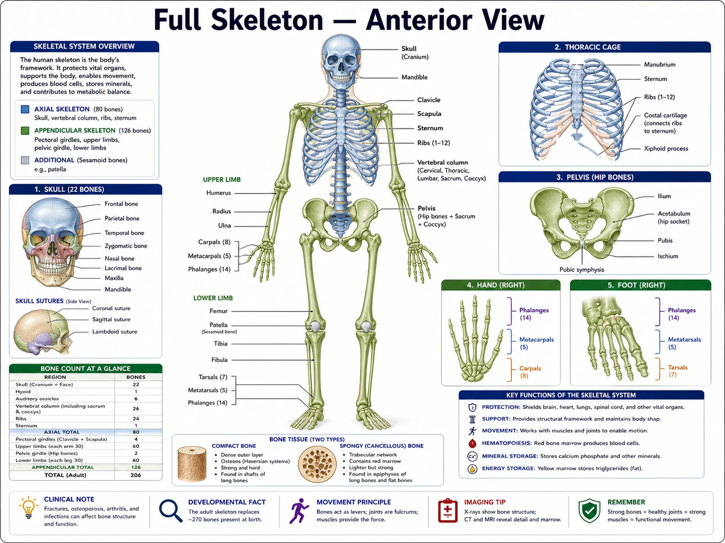 Axial skeleton anatomy draft
