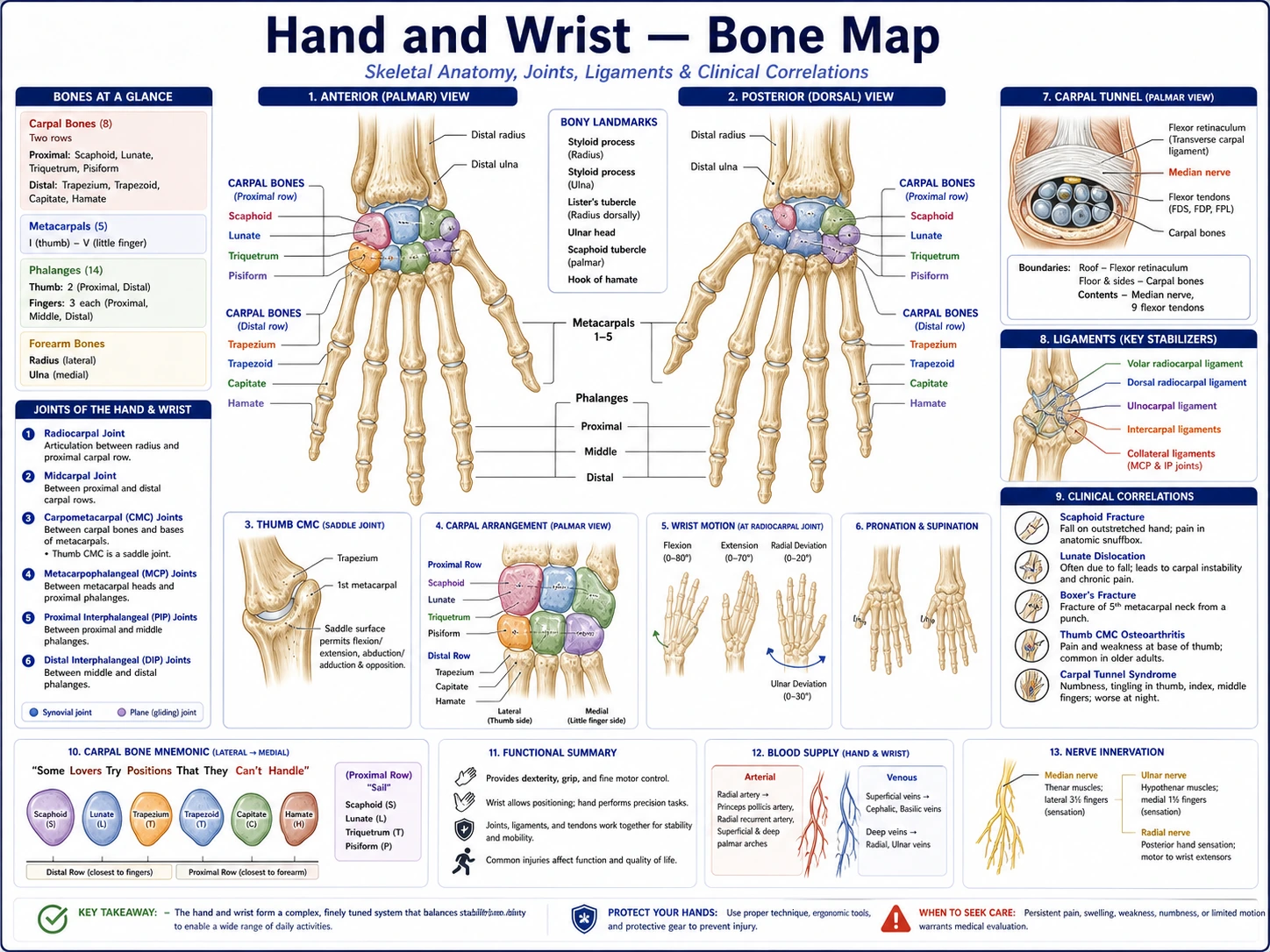 Hand bones anatomy draft