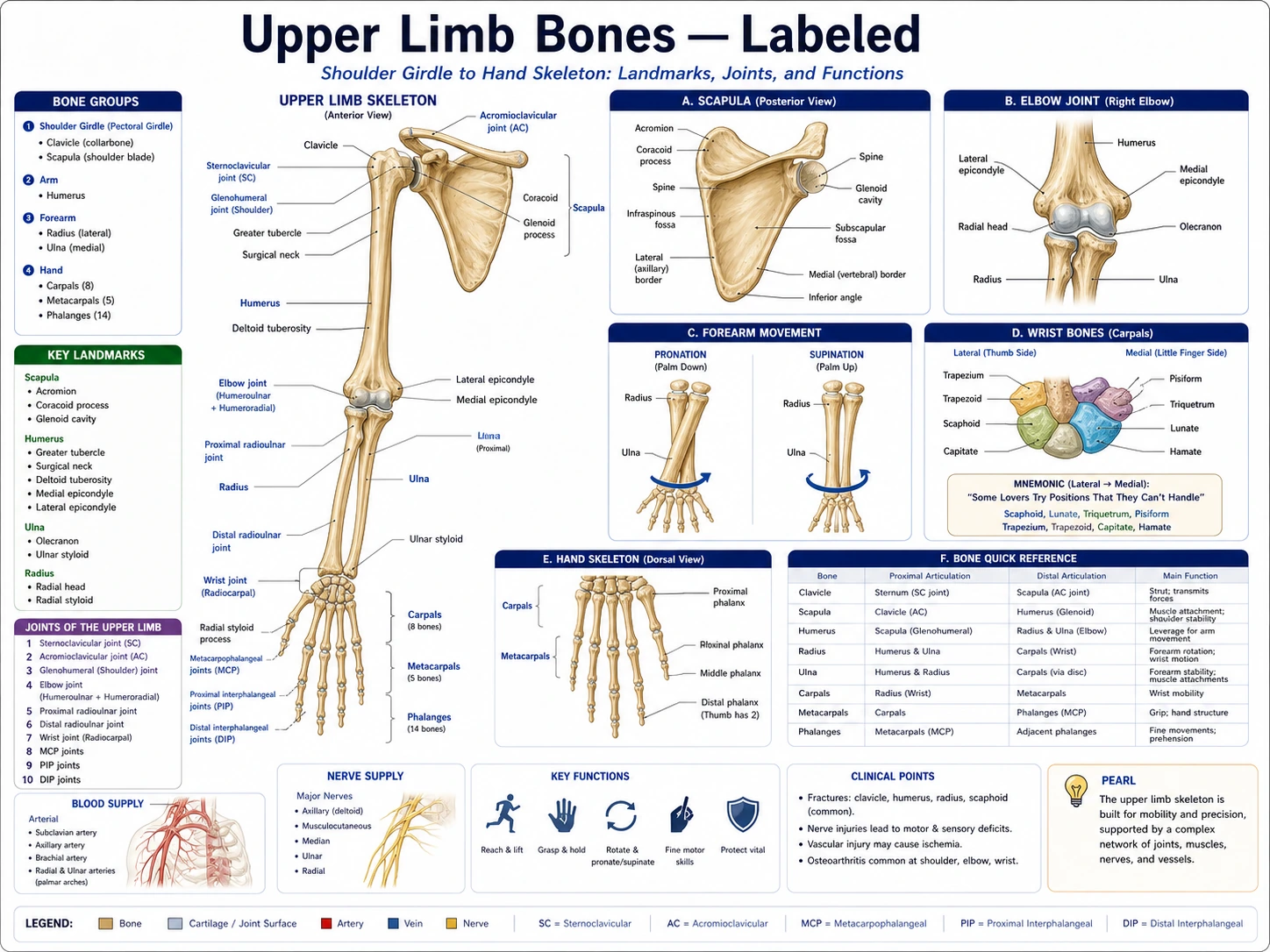 Appendicular skeleton anatomy draft